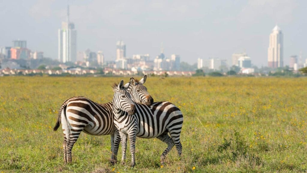 The Nairobi National Park 