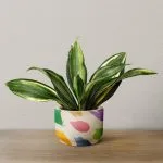 Green and yellow striped Dracaena plant in a ceramic pot with multicolored abstract design, set on a wooden surface against a light gray background